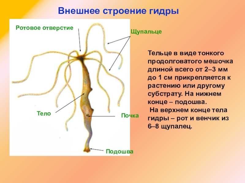 Kraken ссылка onion 2kmp